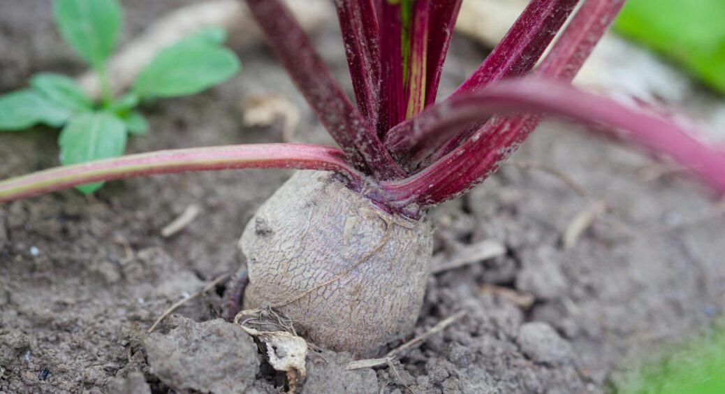 Фермер назвав 1 найсмачніший сорт буряка — його і в борщ, і в салати, і просто вареним 