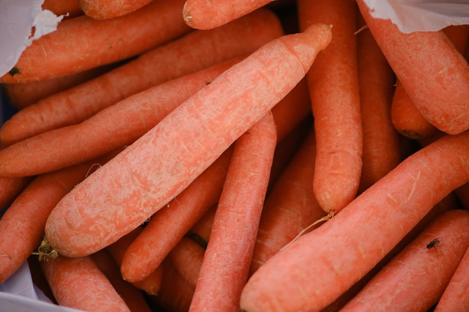 Як покращити ріст моркви і смак плодів. Фото: Pexels