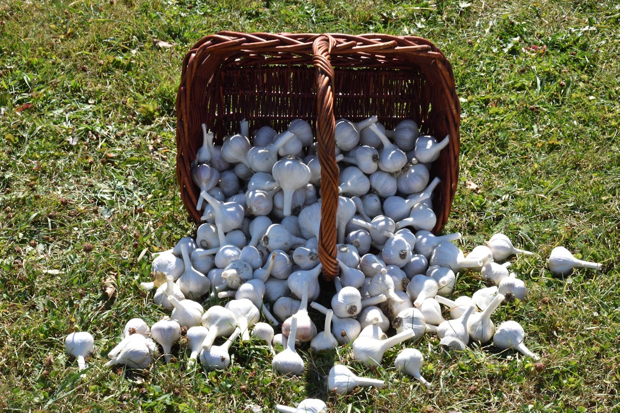 Городники порадили, яке добриво дати часнику, якщо він раптово почав жовтіти. Фото: Pexels