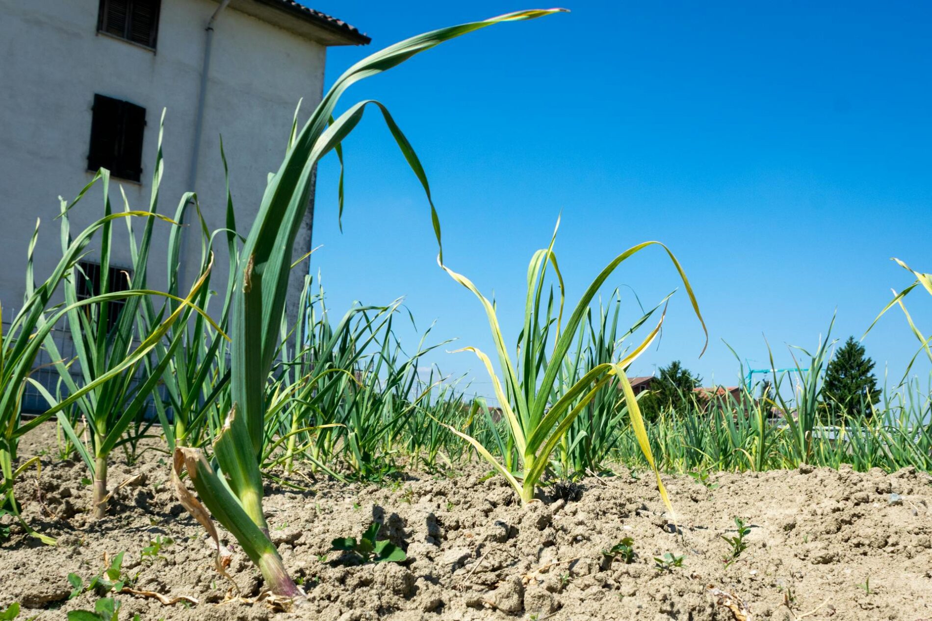 Як покращити ріст часнику та зупини пожовтіння. Фото: Pexels