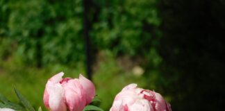 Добриво для півоній. Фото: Pexels