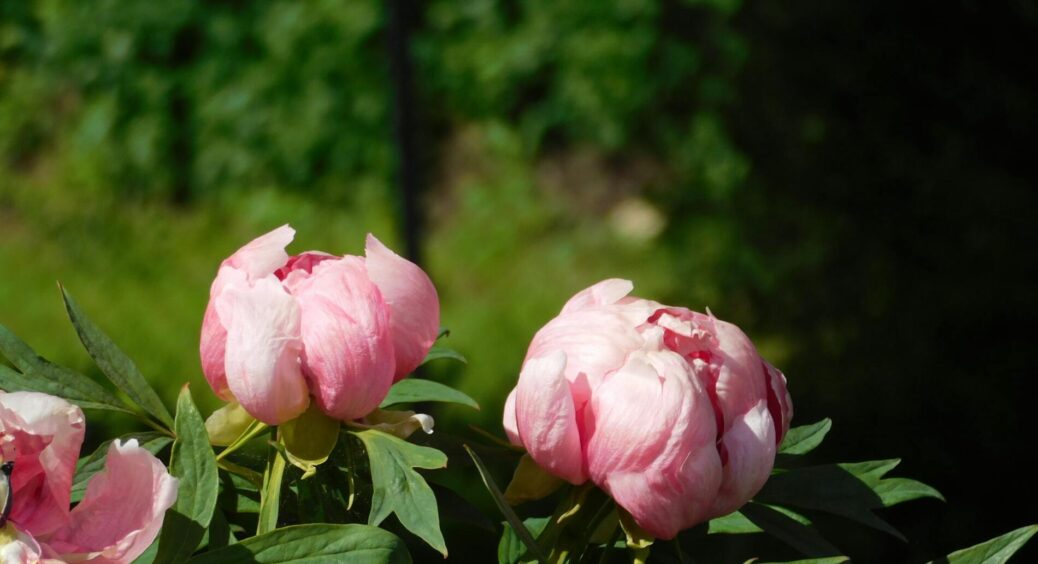 Півонії зацвітуть так, що заздрити будуть усі сусіди: 1 добриво для підживлення рослини у квітні 2026 