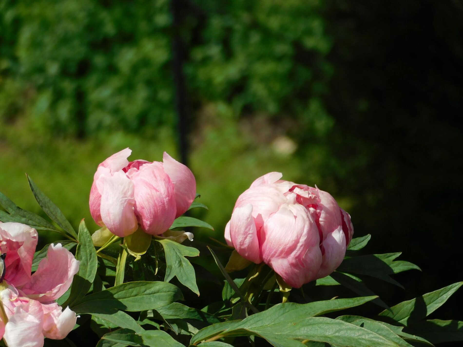 Добриво для півоній. Фото: Pexels