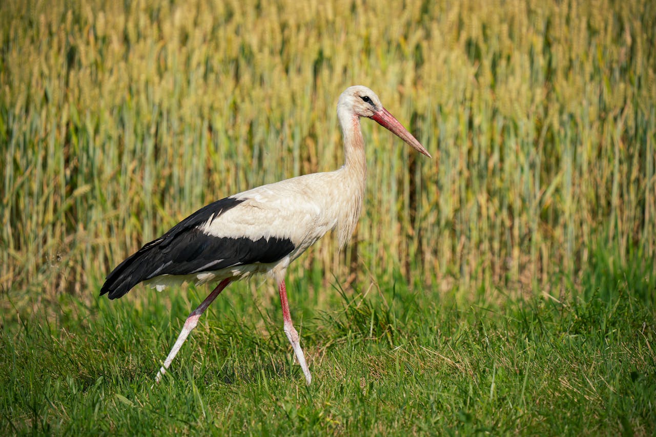 Експерти розповіли, що означає, якщо лелека оселився біля будинку. Фото: Pexels