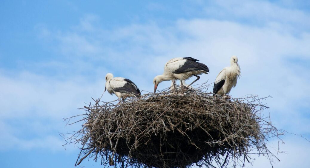 Що означає, якщо лелека оселився біля вашого дому: що про це говорять народні прикмети 