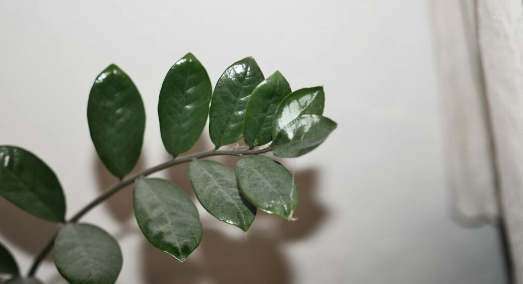 Потужний антисептик для заміокулькаса: 1 засіб — і квітка віддячить новими пагонами 