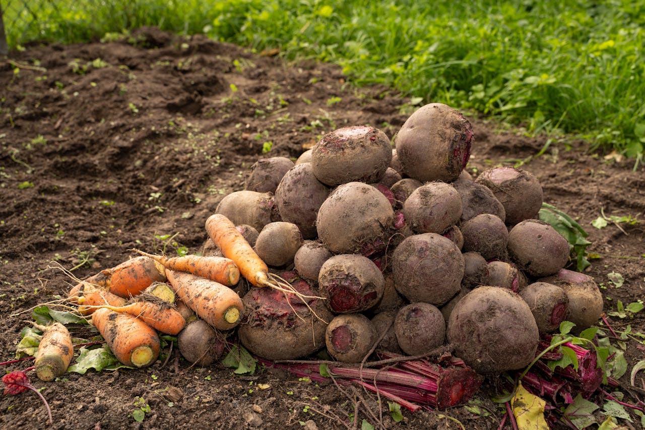 Експерти порадили найсмачніший сорт буряка для посадки на грядці. Фото: Pexels