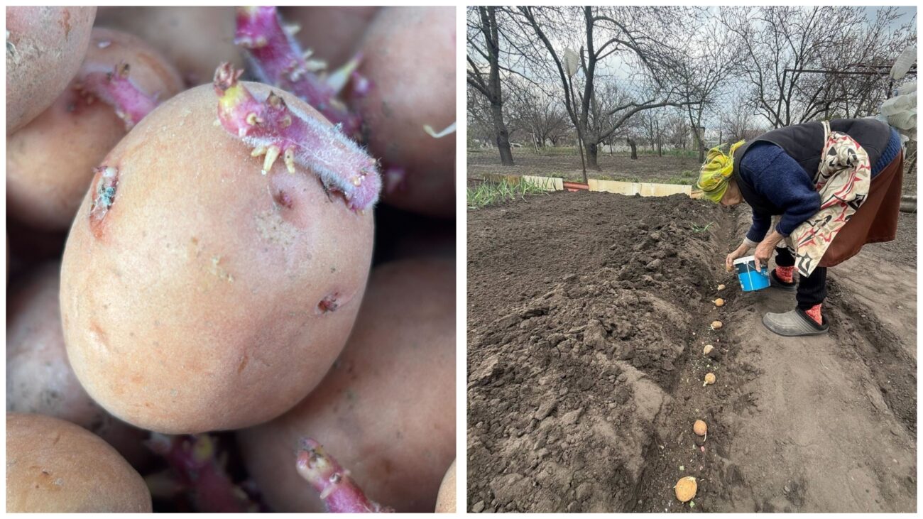 Городники розповіли, які сорти картоплі обрати для висадки у травні. Фото: Добрі новини 