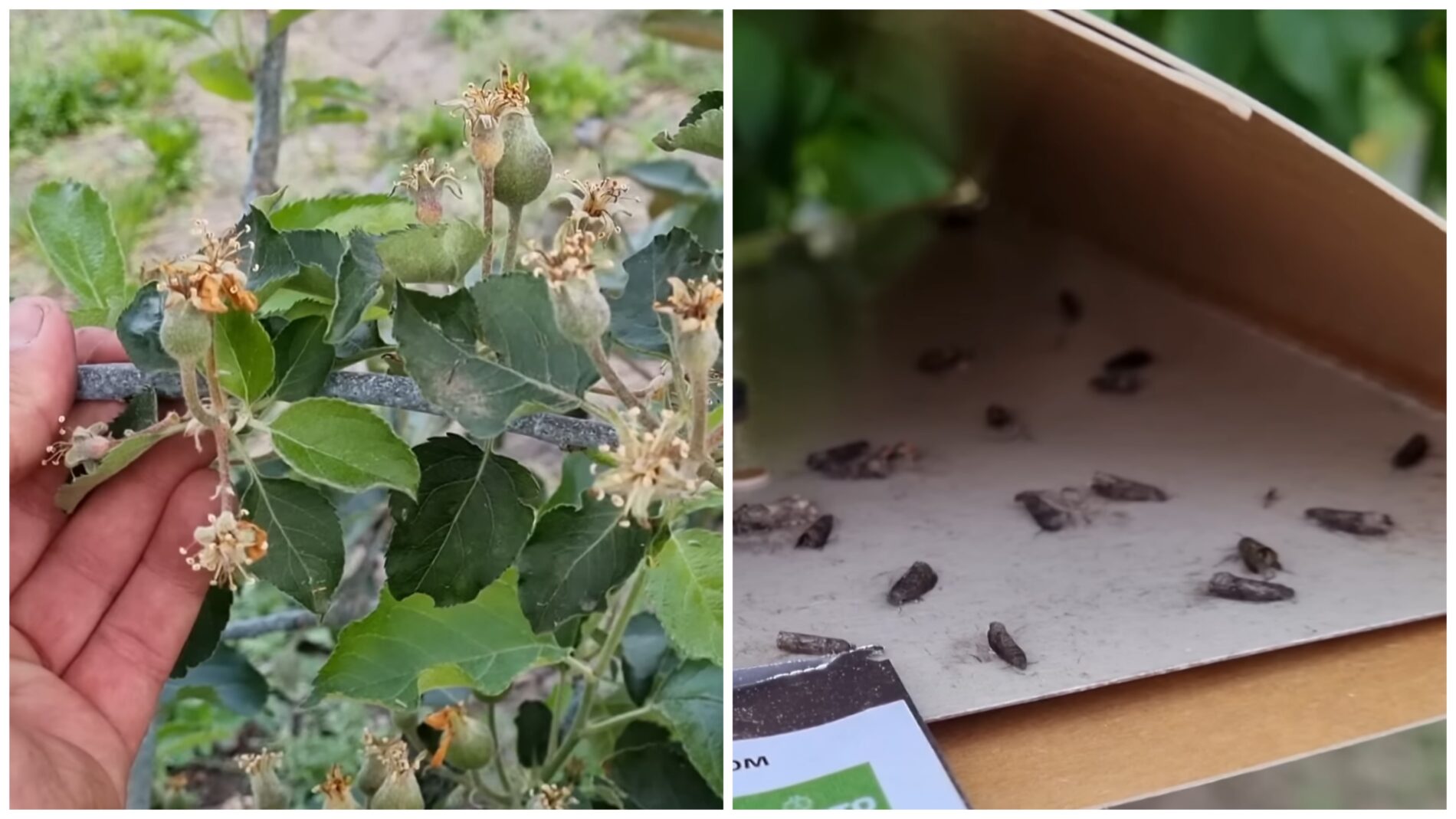 Городники розповіли, як правильно обробити яблука від плодожерки. Фото: YouTube Максим Гаранжа 