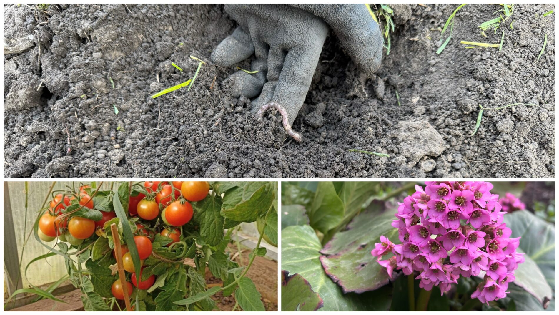 Агрономи дали пораду, як доглядати за ґрунтом на городі та у саду. Фото: Добрі новини 