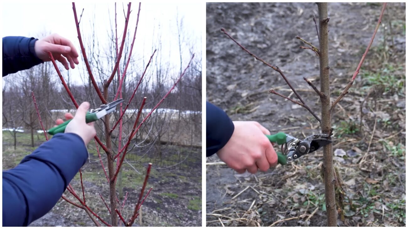 Садівники показали, як правильно обрізати персик навесні. Фото: YouTube-канал Секрети Виноградства і Садівництва