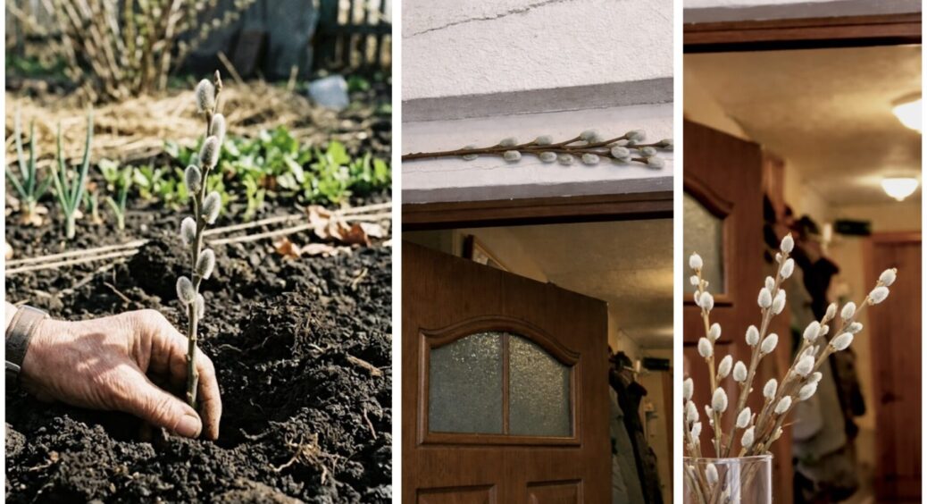 4 способи використання освяченої верби після Вербної неділі: ще 20 років тому мене так вчила моя бабуся 