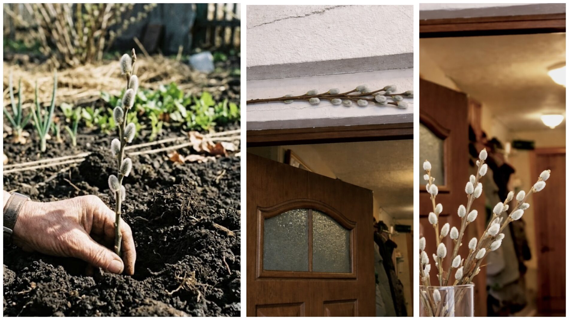 Віряни розповіли, як правильно поводитися з освяченою вербою протягом року 