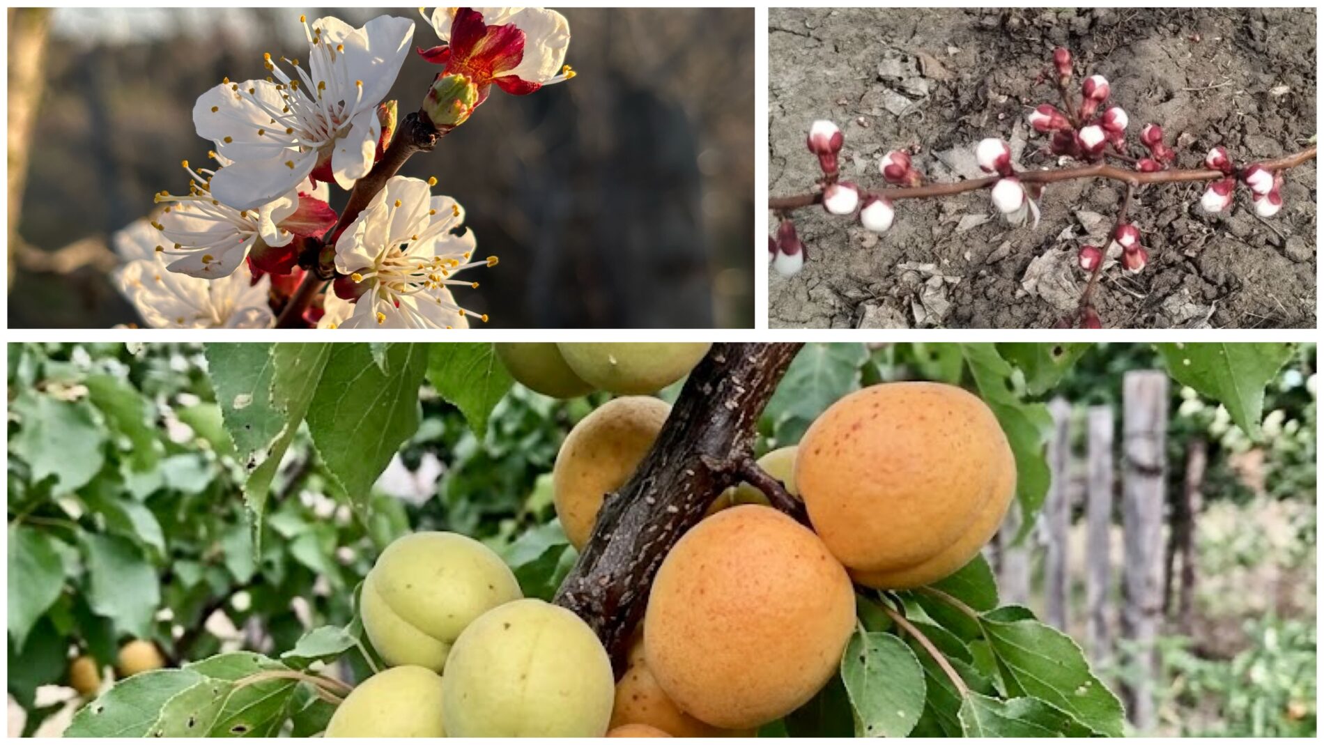 Садівники розповіли, як обробити абрикос навесні від плодожерки. Фото: Добрі новини 