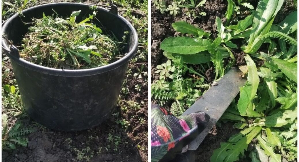 Бур’янів уже повний двір, а я радію! І ось чому: нарізаю 1 відро трави, і маю добриво для всієї городини 