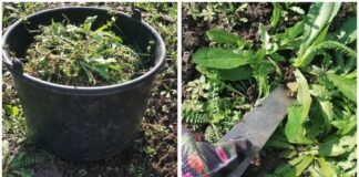 Городники розповіли, як із користю використовувати на дачі бурʼяни. Фото: Добрі новини 