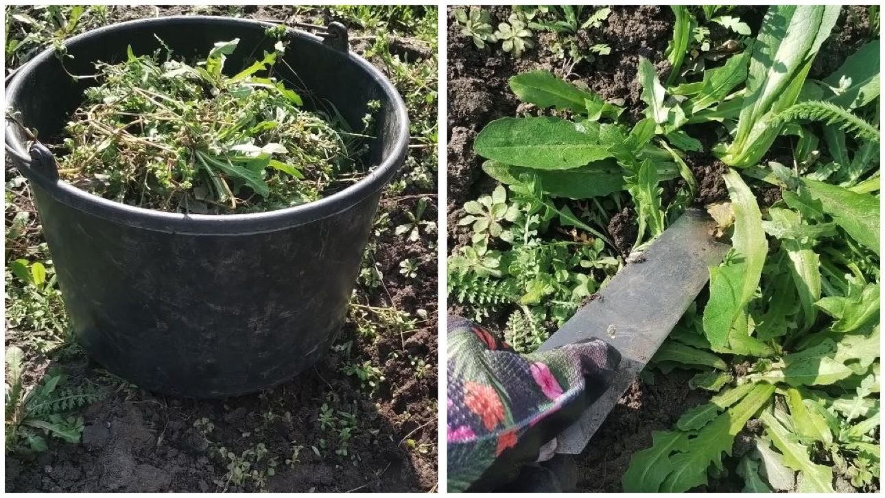 Городники розповіли, як із користю використовувати на дачі бурʼяни. Фото: Добрі новини 