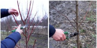 Садівники показали, як правильно обрізати персик навесні. Фото: YouTube-канал Секрети Виноградства і Садівництва 