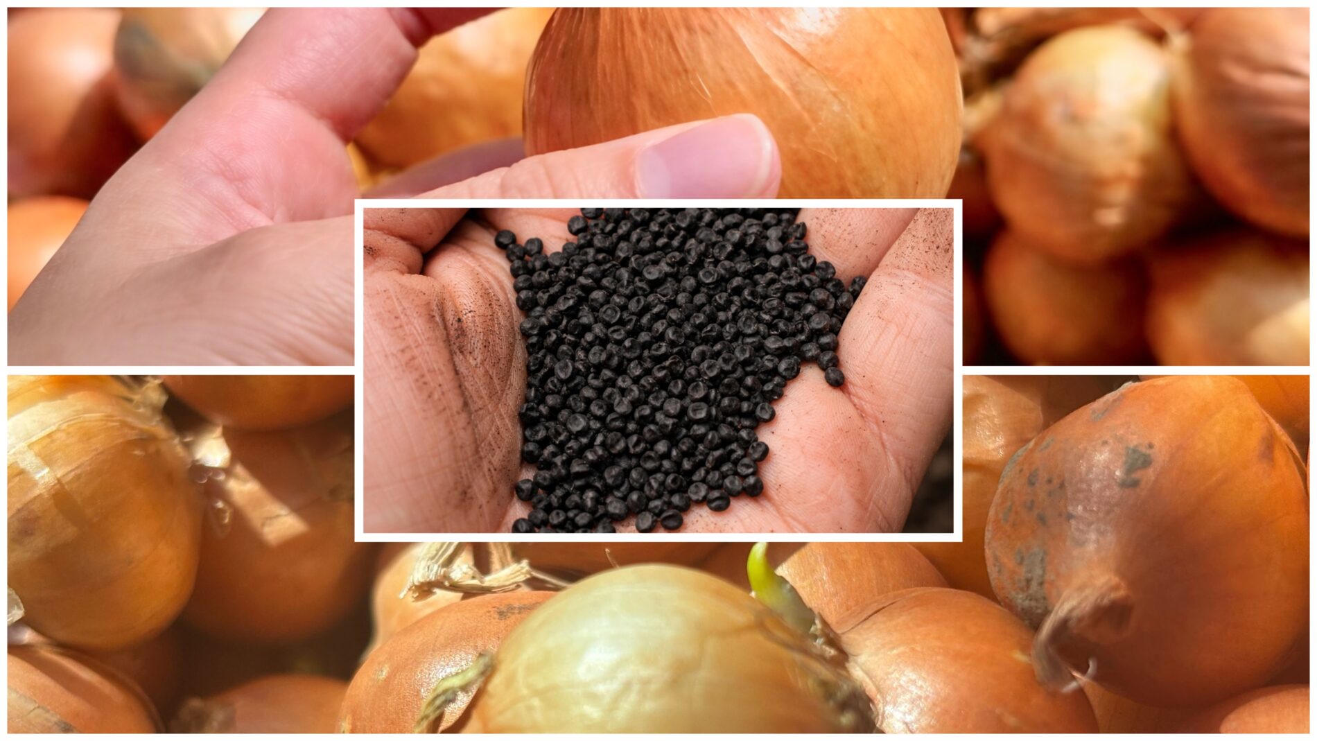 Дачники розповіли, з якого посівного матеріалу цибуля дає найкращий врожай. Фото: Добрі новини 