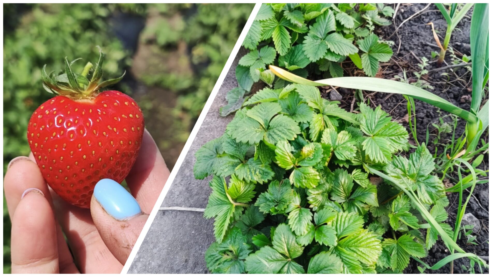 Господині розповіли, чим підживити полуницю у квітні для щедрого врожаю. Фото: Добрі новини 