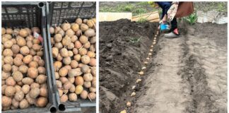 Дачники розповіли, як можна подвоїти врожай картоплі без хімії. Фото: Добрі новини 