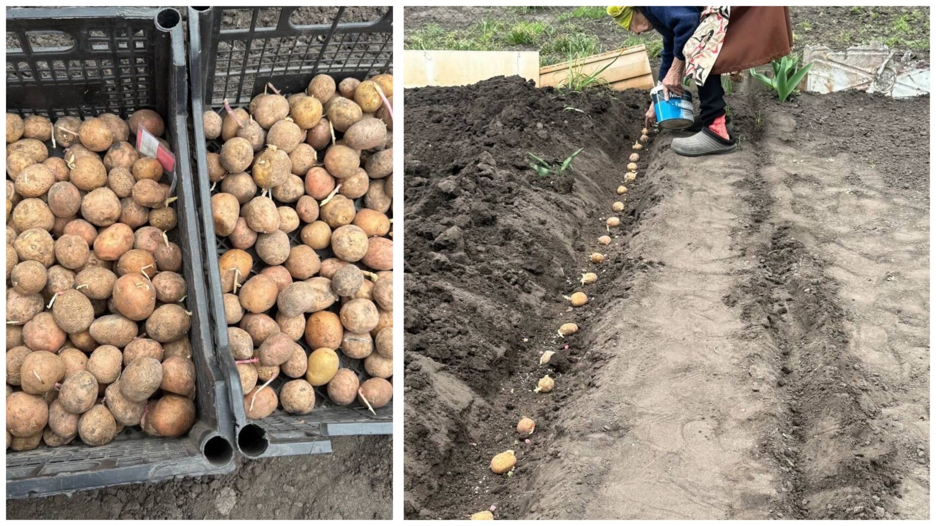 Городники назвали добриво, від якого картопля росте крупною. Фото: Добрі новини 