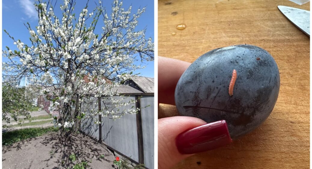 Вже 4 роки не бачила на своїх деревах червивих слив – це якесь відкриття: схема із 3-х обробок зробила ДИВО 