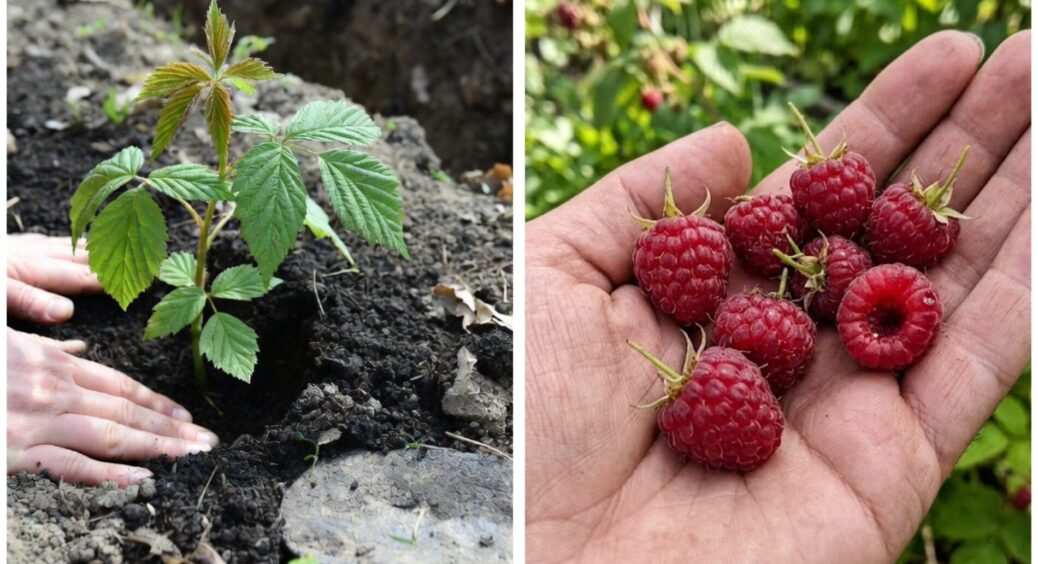 Як садити малину навесні 2026: проста схема + 1 рецепт добрива для солодкості ягід 