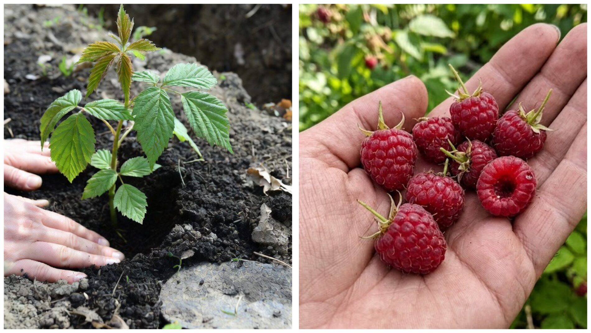 Дачники розповіли, як правильно садити малину навесні. Фото: Добрі новини 