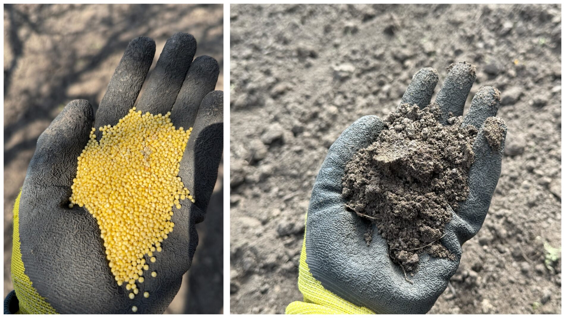 Городники розповіли про всі плюси та мінуси удобрення крупою по снігу. Фото: Добрі новини 