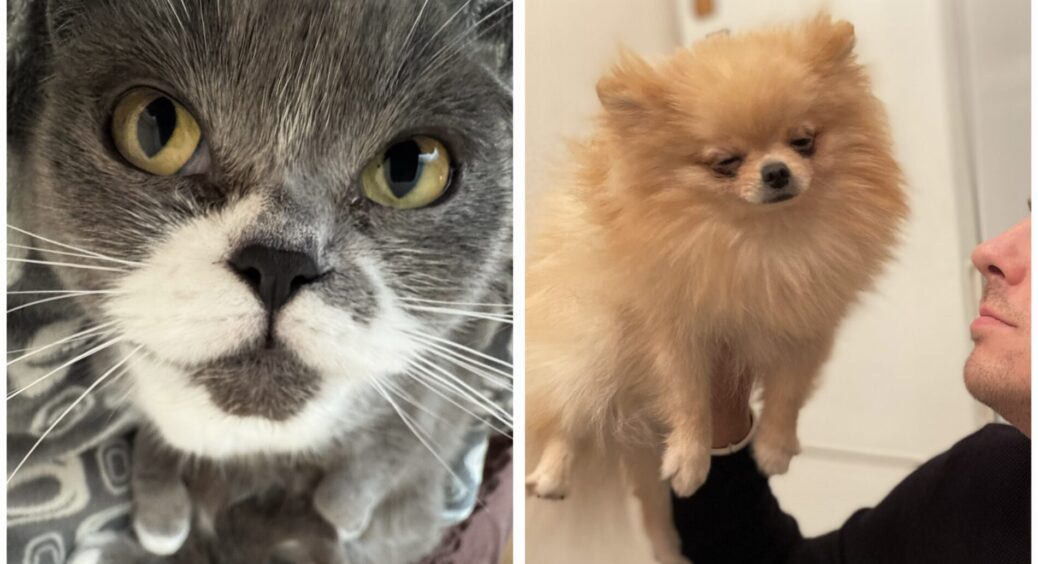 “Пахне” котиком і песиком? Як без складних засобів позбутися в оселі неприємного запаху від домашніх тварин 