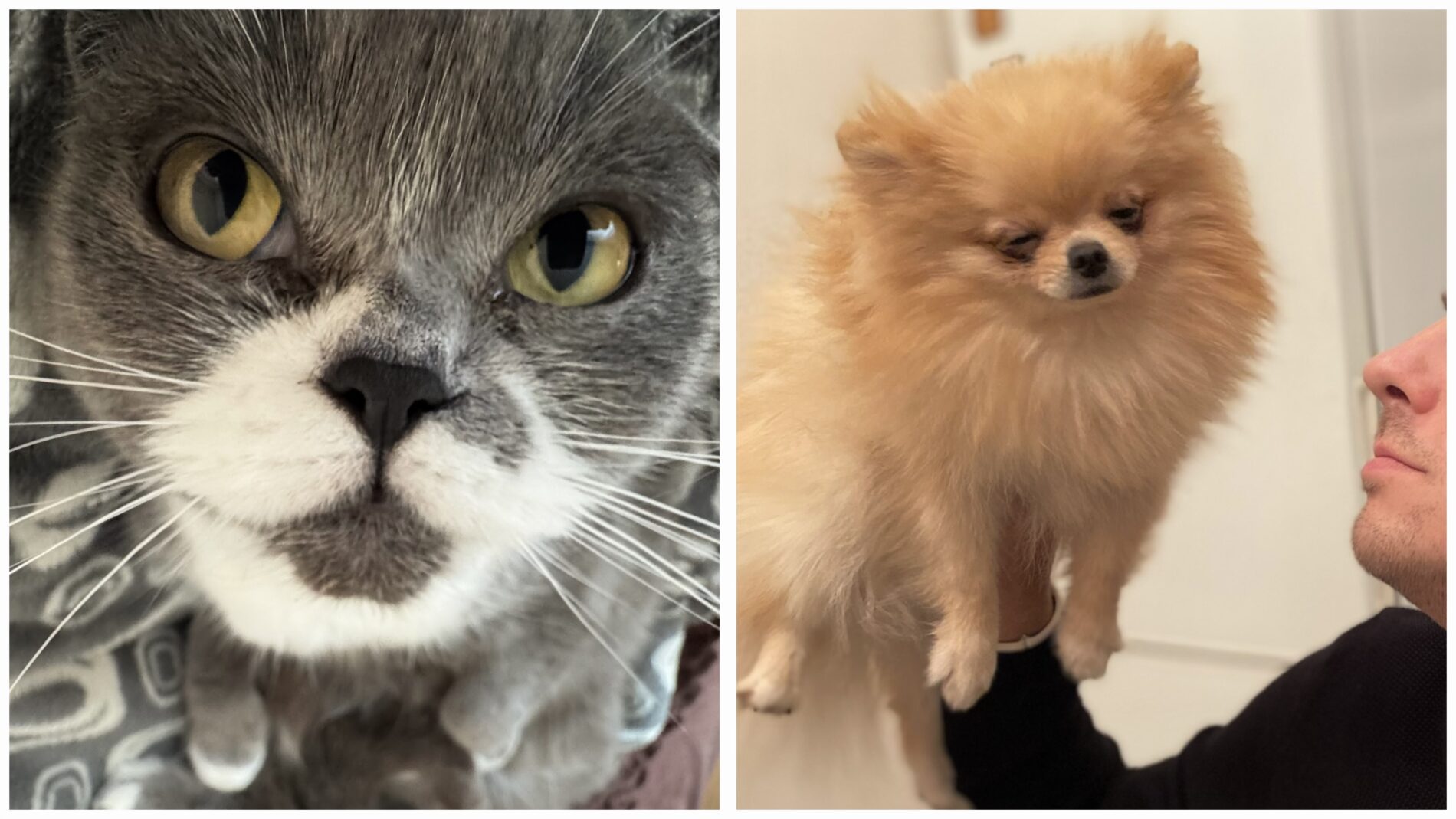 Експерти розповіли, як позбутися запаху домашніх тварин у оселі. Фото: Добрі новини 