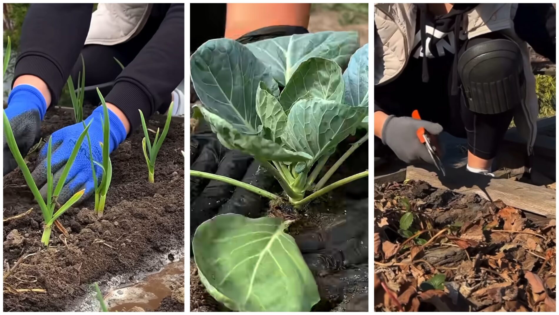 Дачники розповіли, чи можна працювати на городі у Вербну неділю 