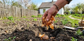 Цибуля добре підходить для підживлення пасльонових, а також огірків та інших культур