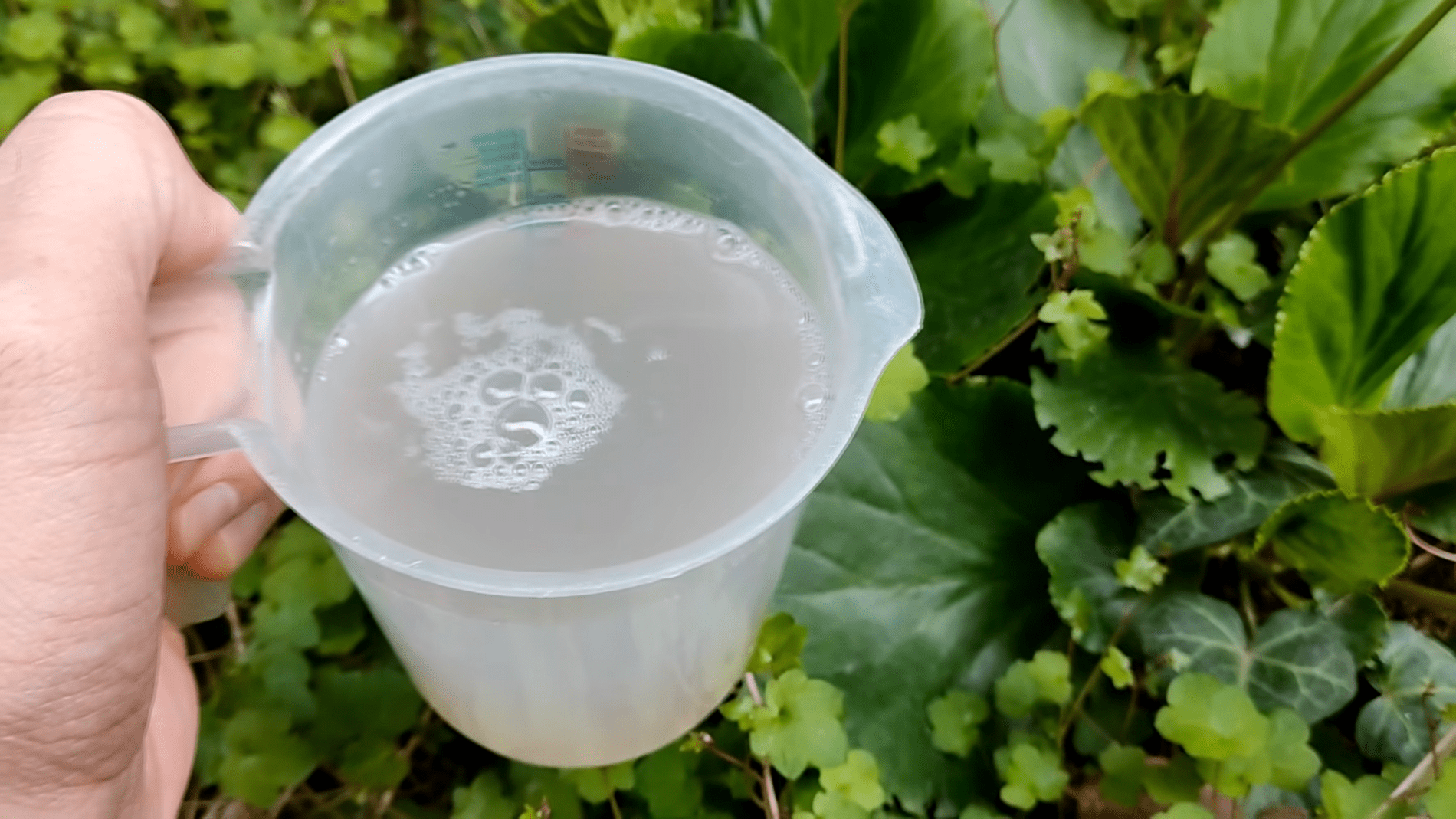 Городники розповіли про незвичний спосіб підживлення рослин. Фото: YouTube PLANTS