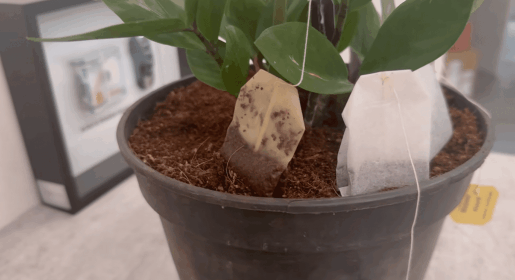 Збираю чайні пакетики по всьому селу і обкладаю ними рослини: це не “вуду”, а корисна “фішка” для саду 