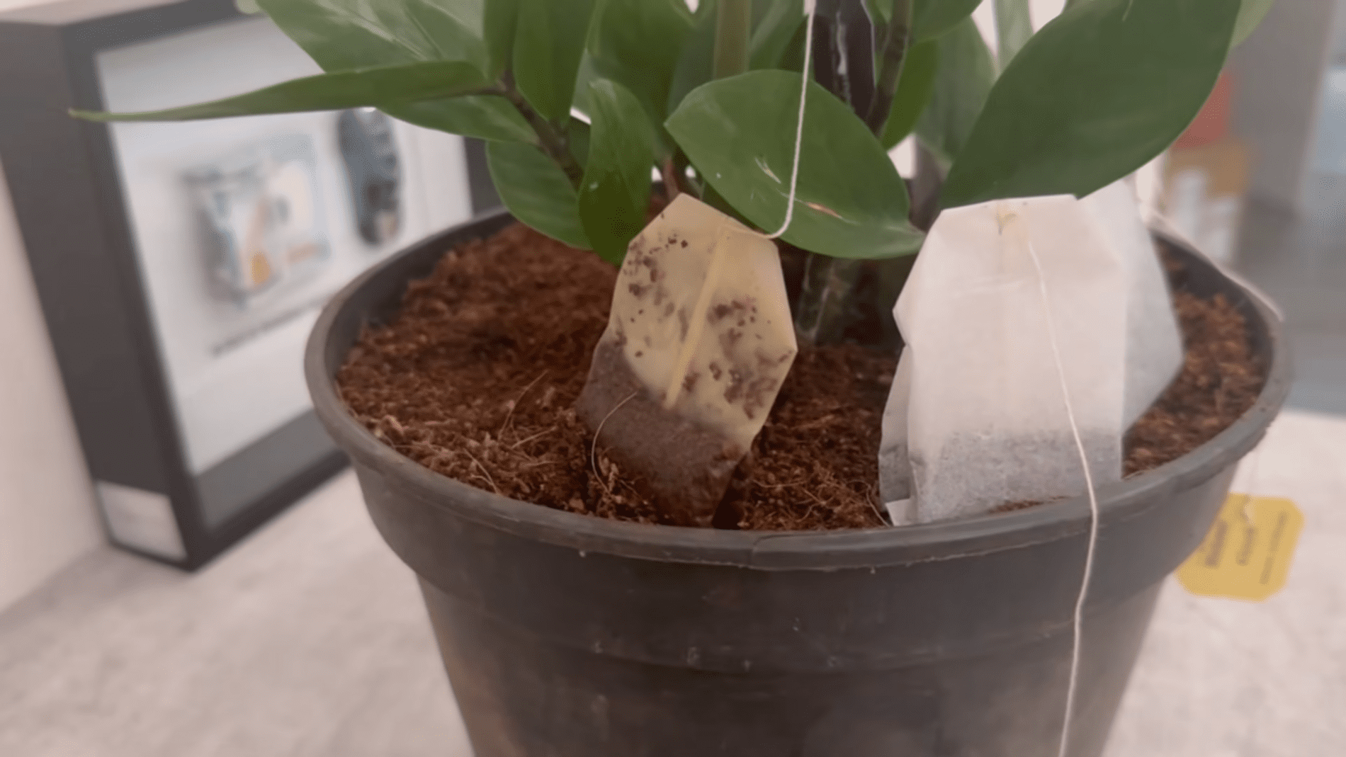 Садівники розповіли, як використати на грядках чайні пакетики. Фото: YouTube/Smart Fox