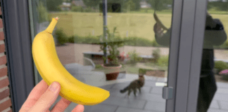 Експерти розповіли про незвичний, але дієвий спосіб миття вікон. Фото:YouTube