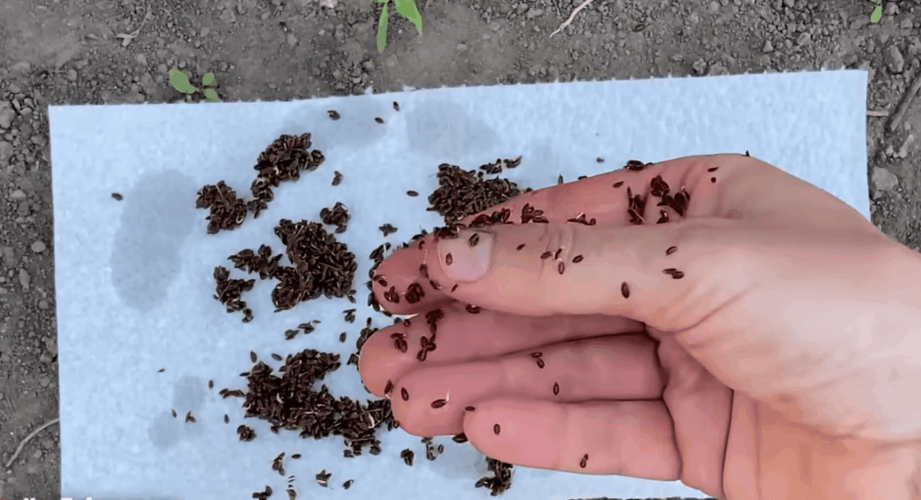 Замочую насіння кропу в гарячій воді тричі – і сходи з’являються “в один голос”: спосіб на 100% 