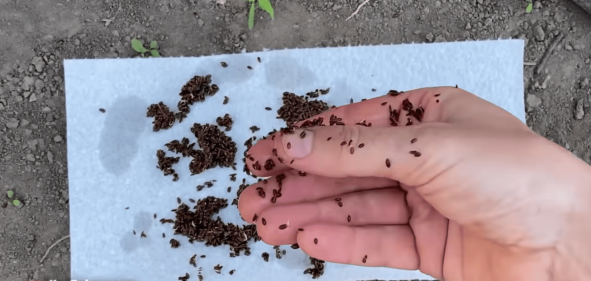 Експерти розповіли, як швидко проростити кріп на городі. Фото: YouTube/Корисне TV 