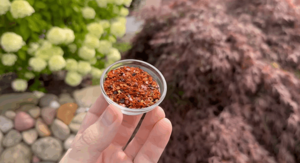 Посипте ЦИМ навколо рослин на городі, і дивіться, що станеться. Геніальний трюк від моєї 70-річної бабці 