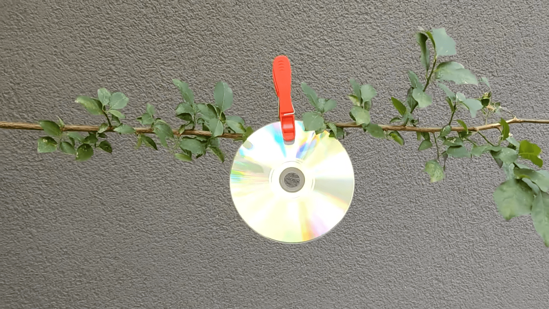 Експерти розповіли, навіщо вішати компакт-диски на гілки в саду. Фото:YouTube/PRIRODNOZDRAVLJE