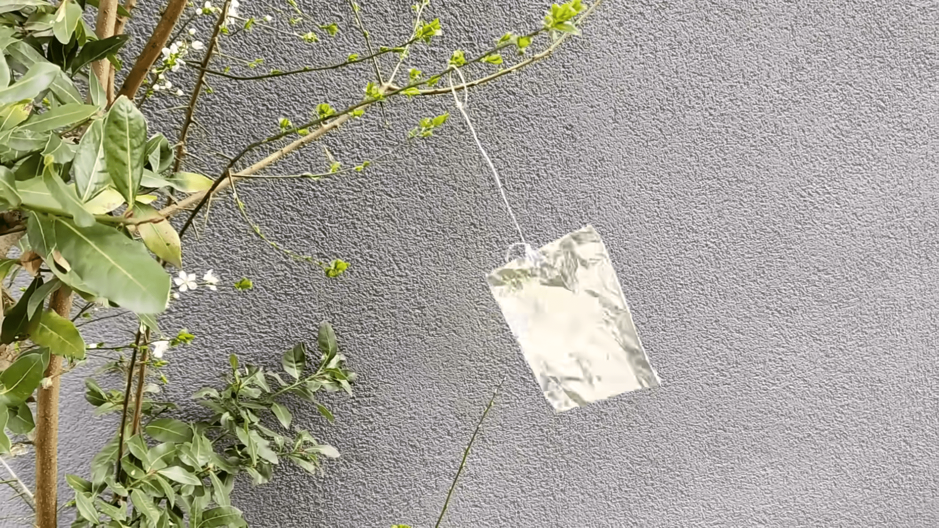 Дачники розповіли, як захистити сад і подвір'я від птахів та комах. Фото: YouTube/ПРИРОДНЕ ЗДОРОВ'Я