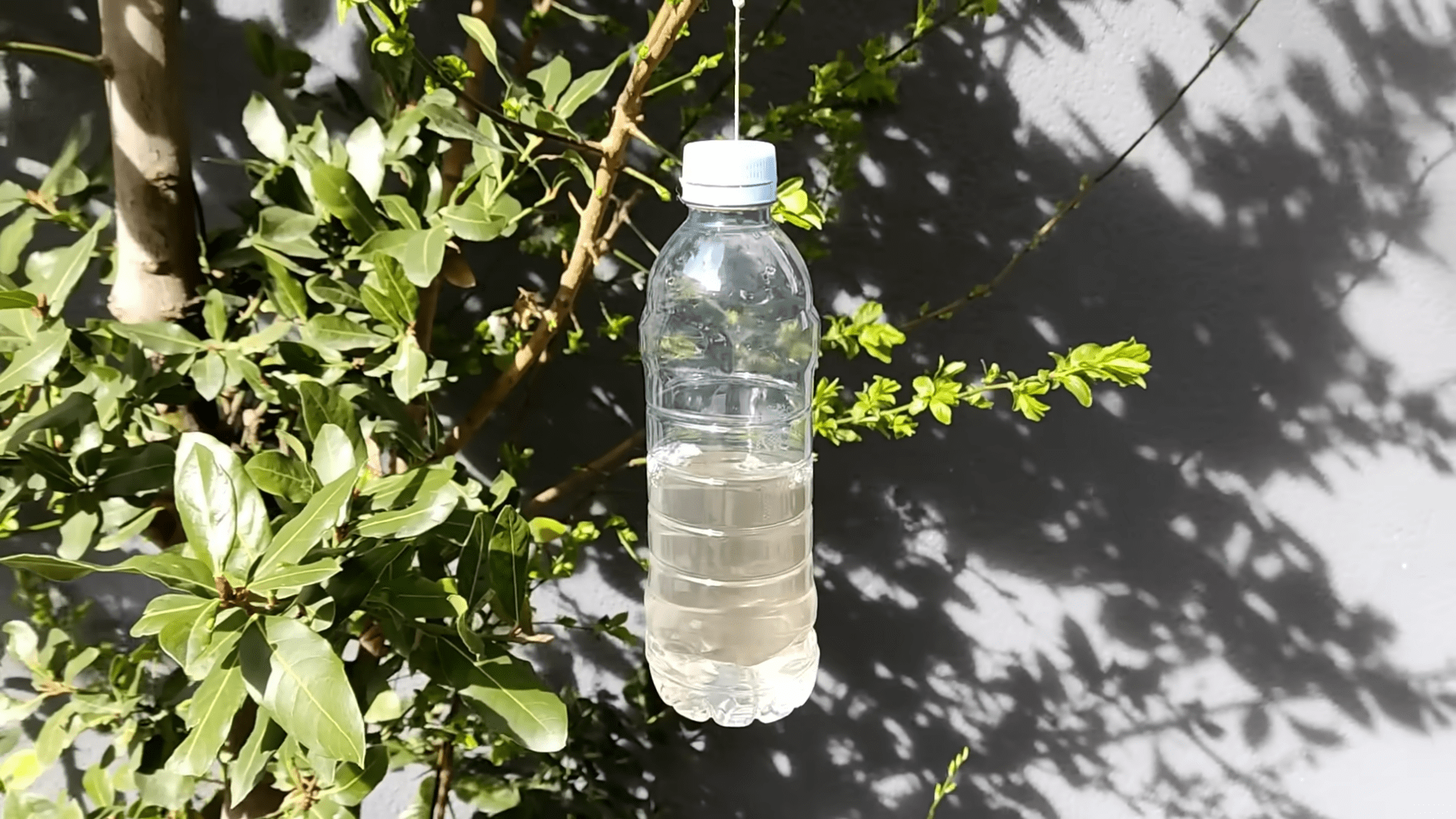 Експерти розповіли про доступний спосіб відлякування комах і птахів. Фото:YouTube/Природне здоров'я