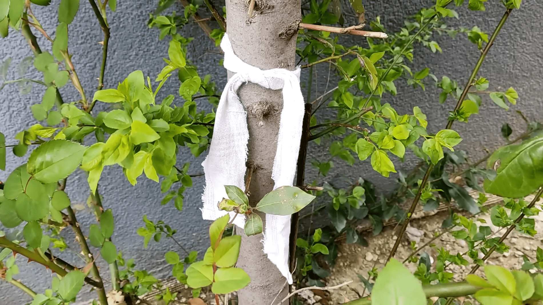 Городники назвали простий спосіб захисту дерев і рослин від шкідників. Фото:YouTube/Природне здоров'я