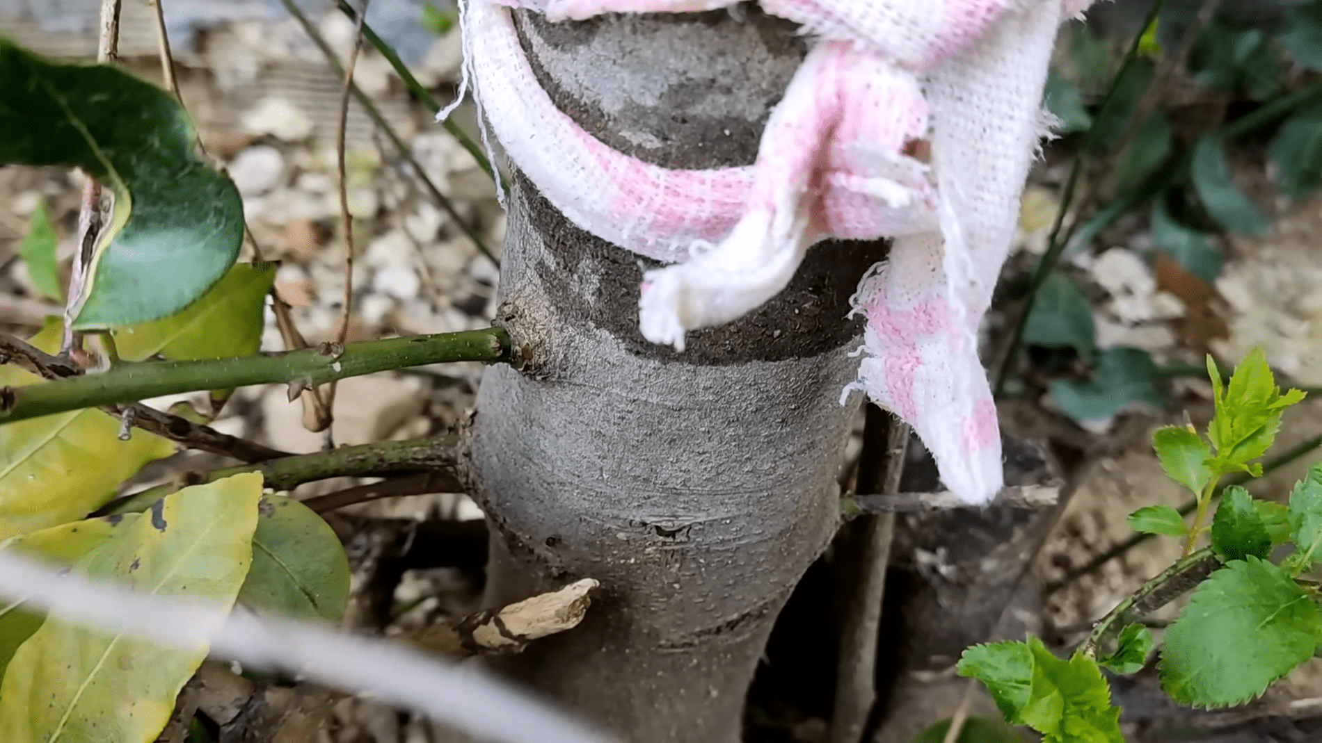 Городники назвали простий спосіб захисту дерев і рослин від шкідників. Фото:YouTube/Природне здоров'я