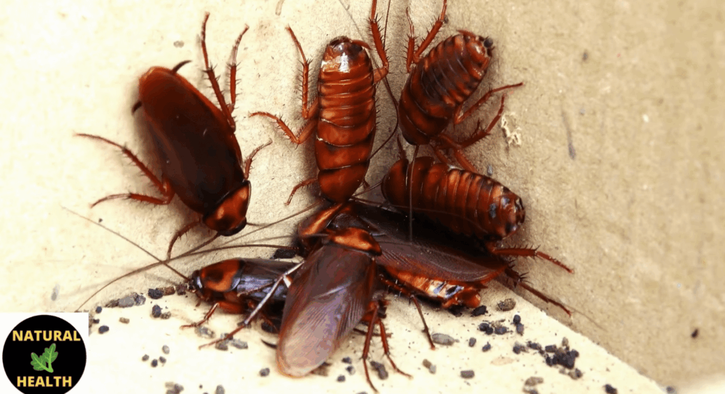 Санітарна служба підказала: саме цього запаху таргани бояться найбільше – і він є на кожній кухні 