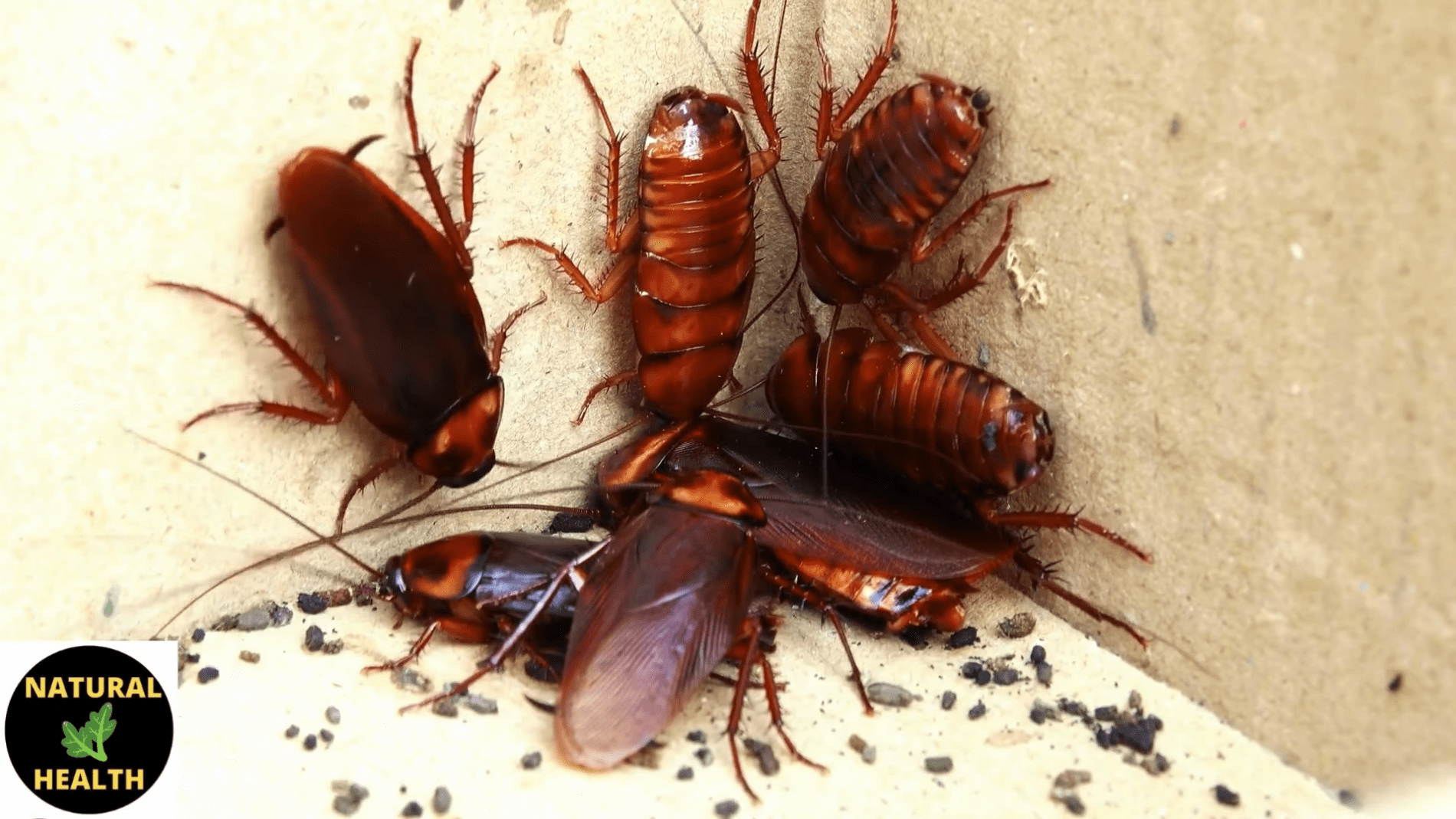 Експерти розповіли, як позбутися тарганів та інших шкідників. Фото: YouTube/ПРИРОДНЕ ЗДОРОВ'Я