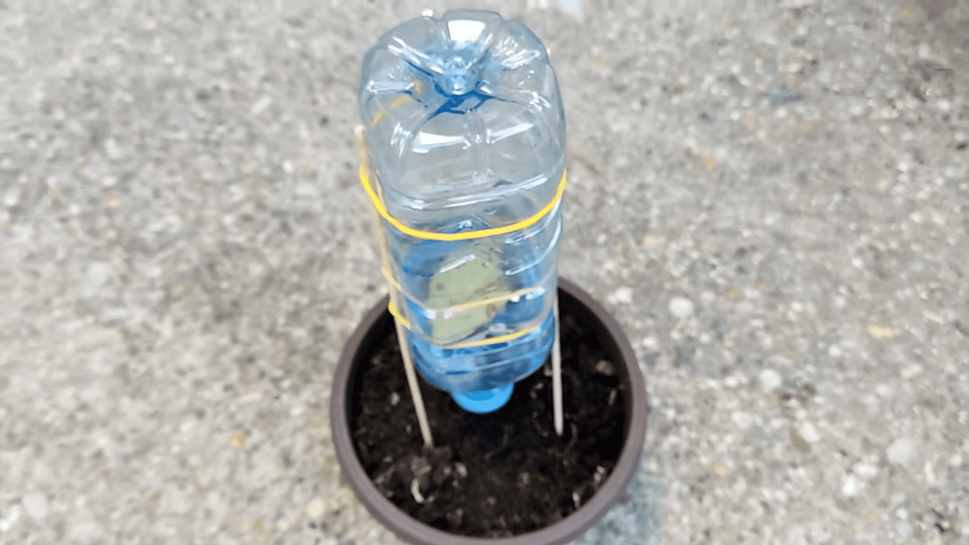 Городники розповіли, як безкоштовно організувати полив рослин.Фото: YouTube/ПРИРОДНЕ ЗДОРОВ'Я