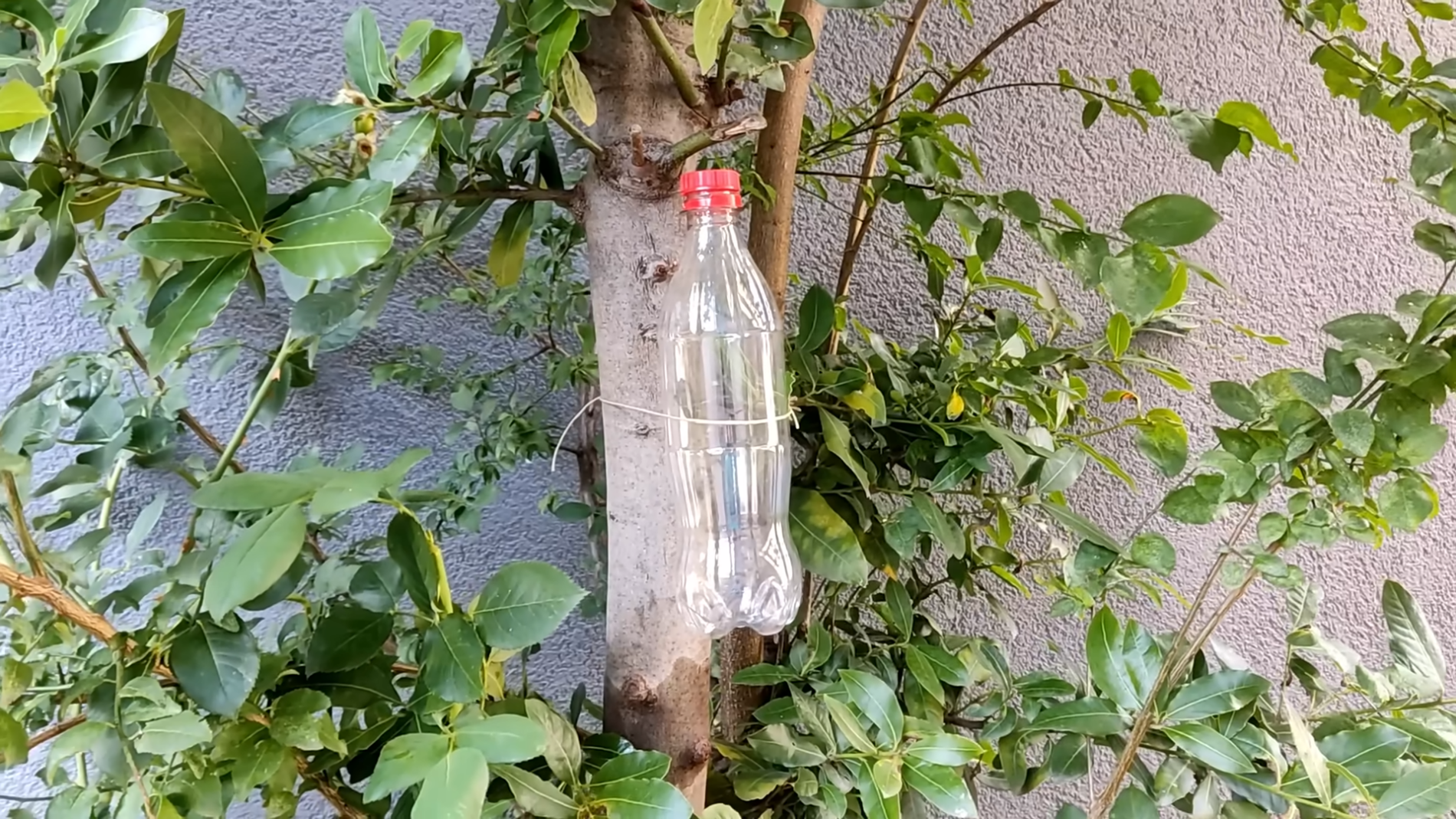 Експерти розповіли, як легко позбутися плодових мушок та комах в саду. Фото:YouTube/PRIRODNOZDRAVLJE